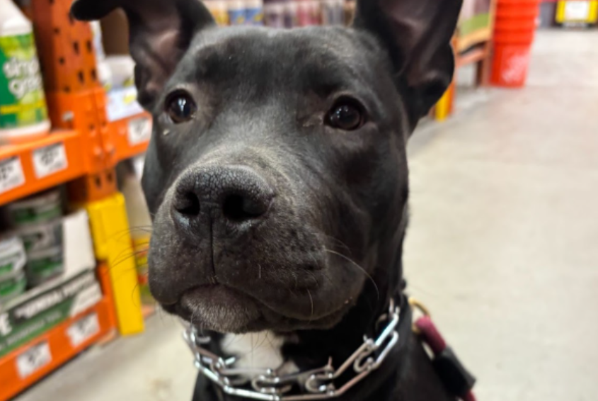 Essential Supplies for Your New Dog