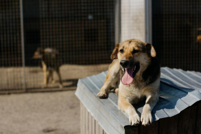 Dog's First Boarding Stay