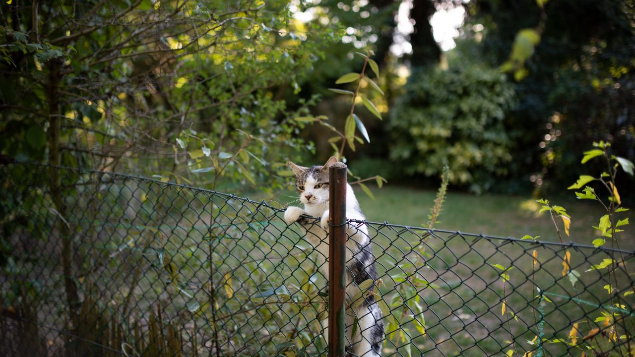 How Does a Cat Fence Help Support Outdoor Enrichment Without the Risks of Free Roaming?